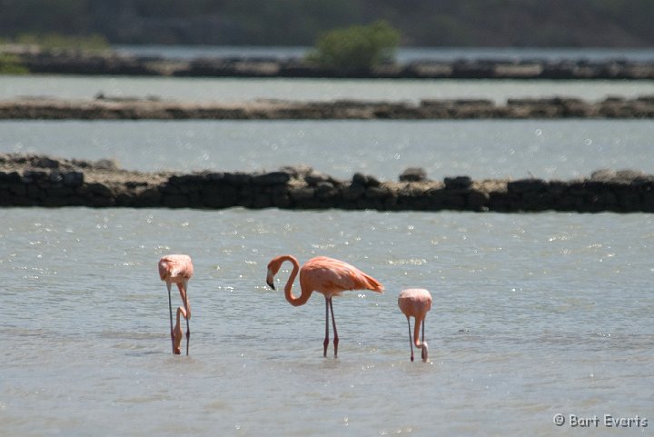 DSC_1171.jpg - Caribbean Flamingo